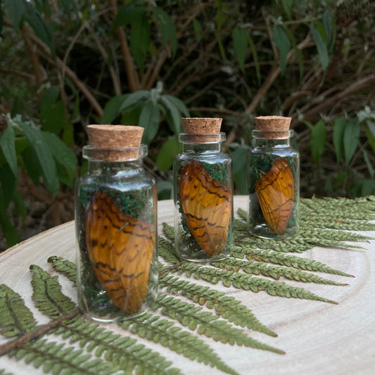 Orange wing vials (with moss)