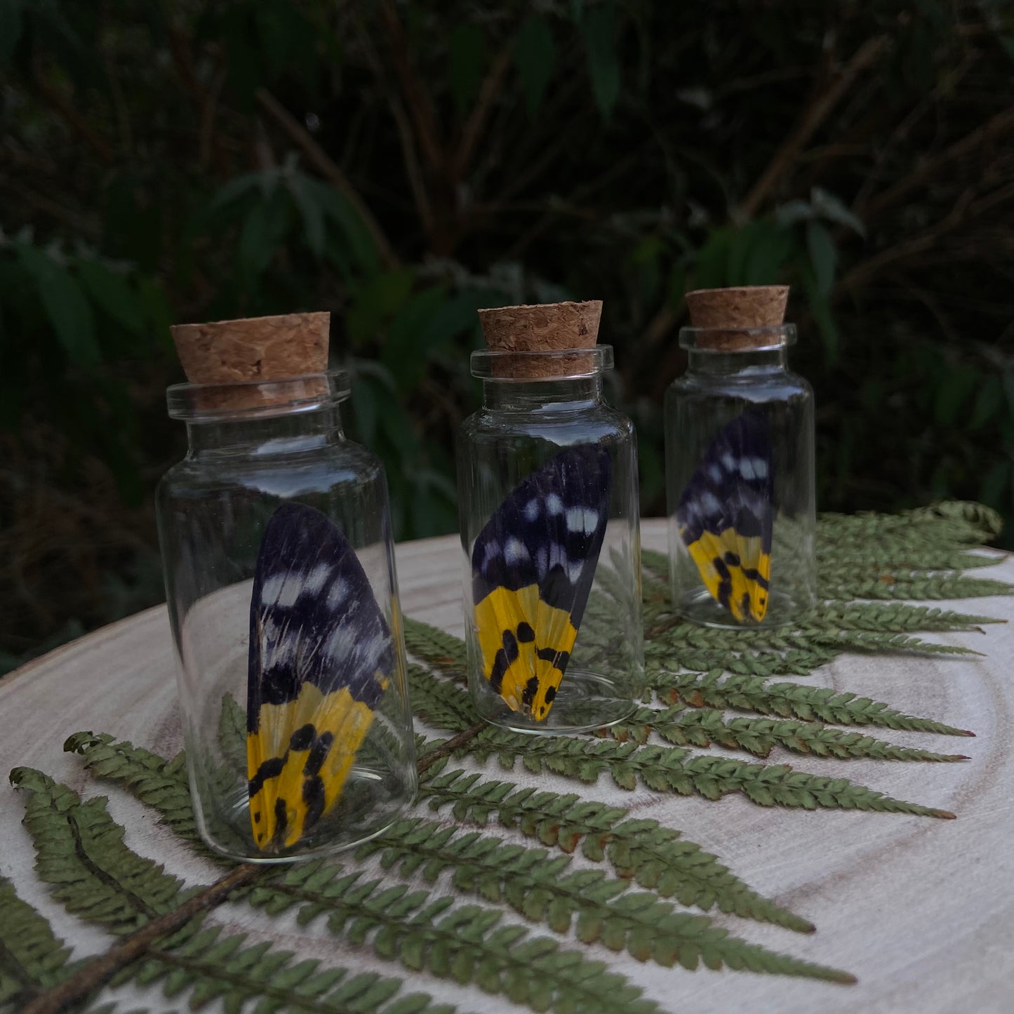 False Tiger Moth wing vials