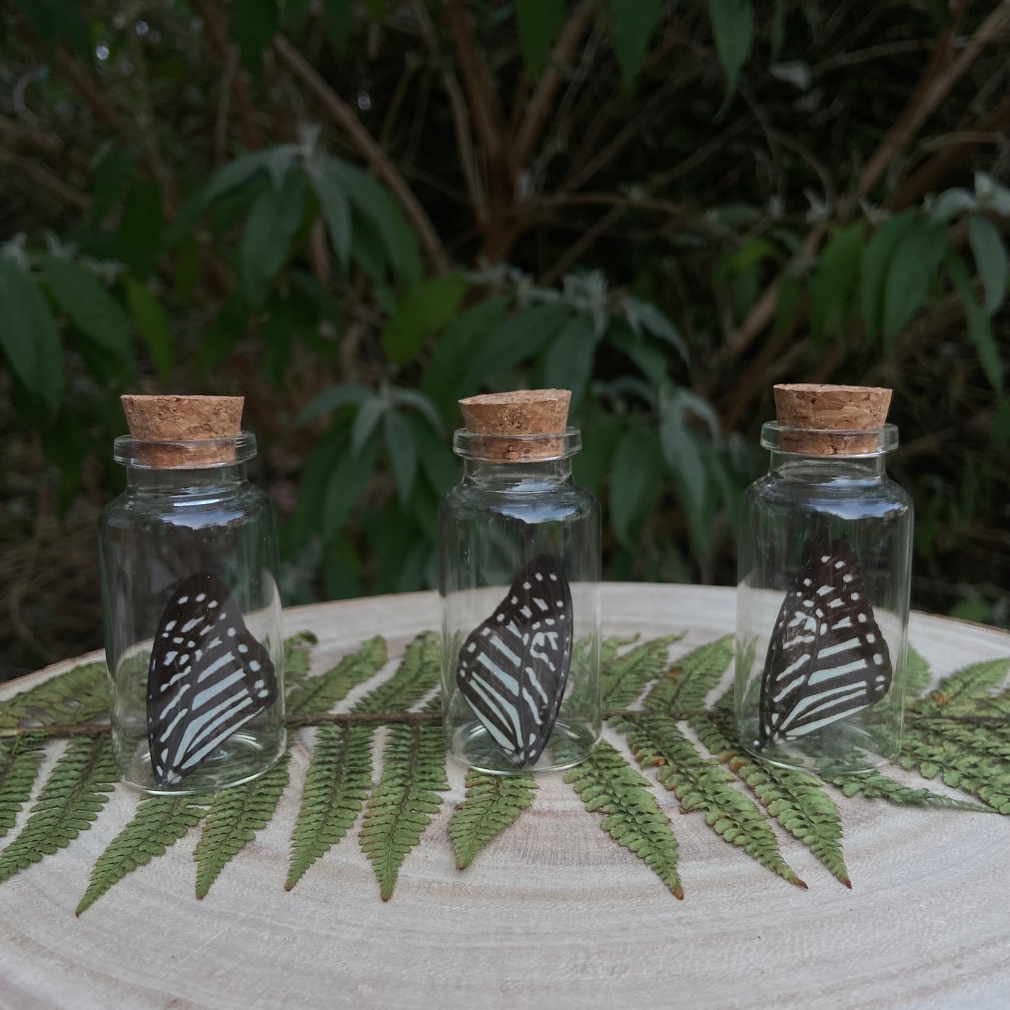 Blue Tiger Wing vials