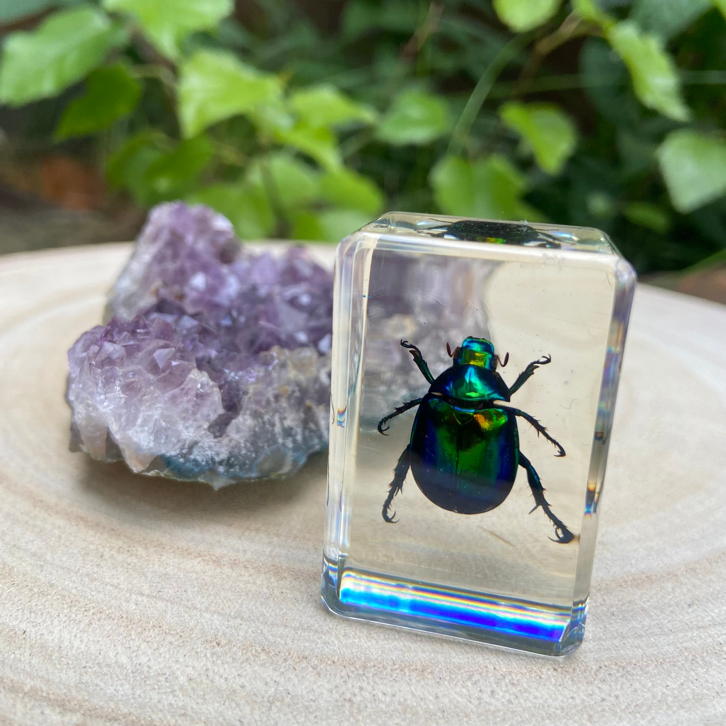 Scarab Beetle