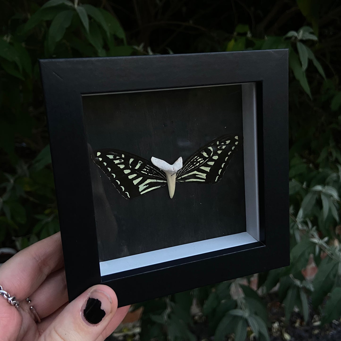 Shark Tooth Fairy Frame