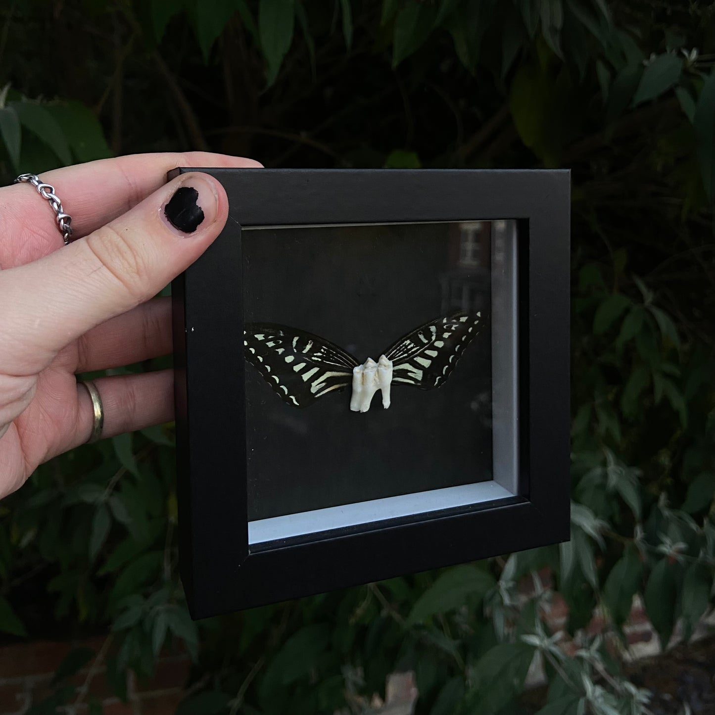 Deer Tooth Fairy Frame